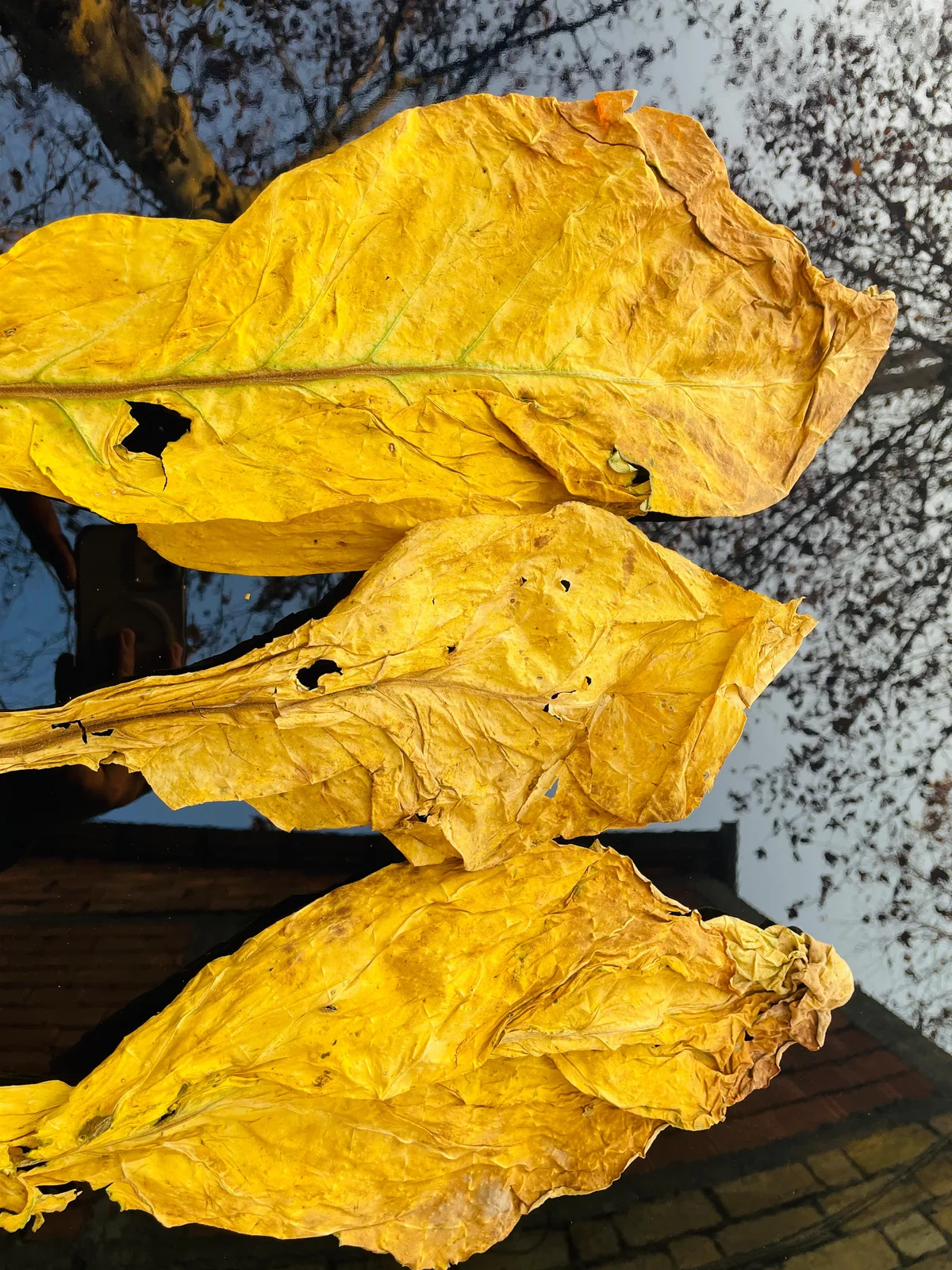 Cured leaves